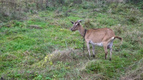 Brown goat walking through a grassy field surrounded by tall dry grass Stock Footage 340213913