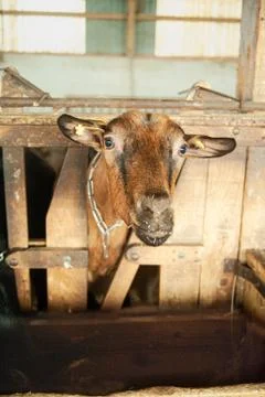 Brown goat watching Foto stock