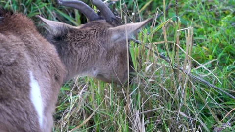 Brown goat with white patch grazing on green grass in a field Stock Footage 340216472
