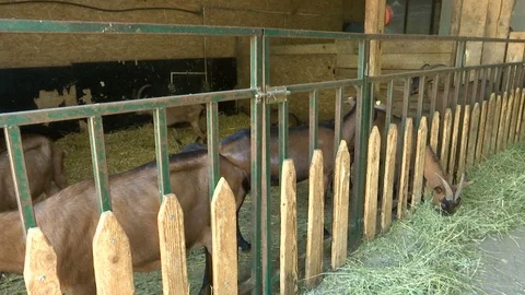 Brown goats in the barn 库存影片 116487586