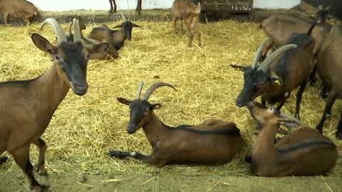 Brown goats in the barn Stock Footage 116488727