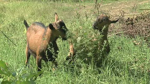 Brown goats Stock Footage