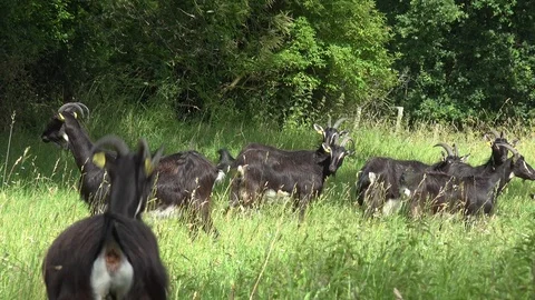 Brown goats in a green field Stock Footage 104489712