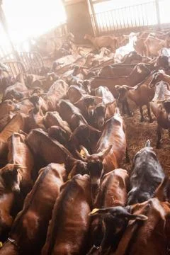 Brown goats in stable Foto stock