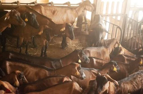 Brown goats in stable Foto stock