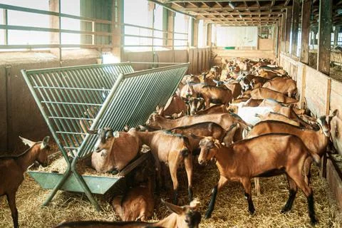 Brown goats in stable stack of brown goats in stable with harsh summer bac... Fotos de archivo