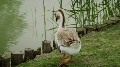 Brown Goose drops into the water Stock-Footage 332855742