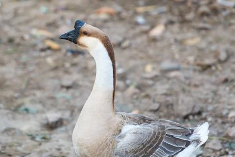 Brown goose Stock Photos