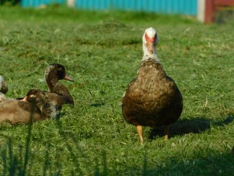 Brown goose Stock Photos