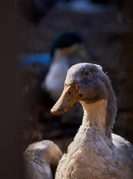 Brown goose Stock Photos