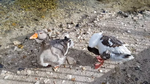 Brown goose quacking 4k real video and sound Stock Footage 98849992