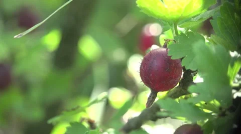 Brown GooseBerry macro in wild forest 4k Video stock 40045491