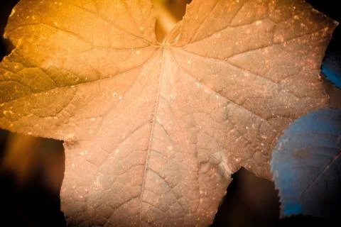 Brown grape leaf close-up Stock Photos