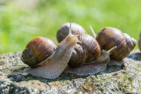 A brown grape snails sits on the gray stone in summer Stock Photos