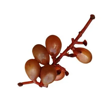 Brown Grapes On Red Stem 스톡 사진