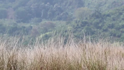 Brown Grass Blowing in the Wind During Dry Season Stock Footage 318471681
