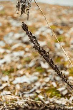 Brown grass close-up on a warm spring day with a distinctly bloored backgroun Stock Photos