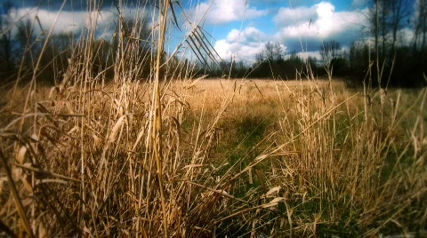 Brown Grass Field With White Clouds Stock Footage