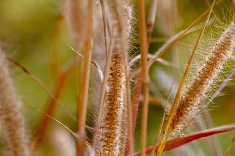 Brown grass flower Foto stock
