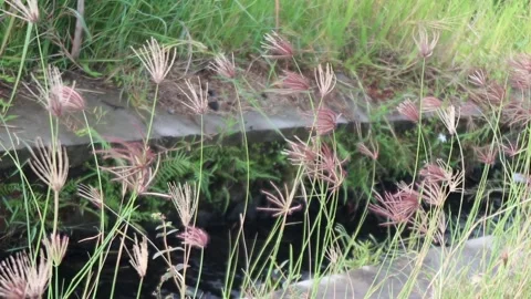 Brown grass flowers blowing in the wind during the fresh morning sunlight Stock Footage 237975986