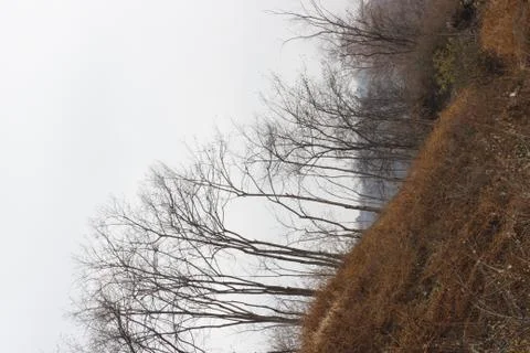 Brown grass hill park with dry tree background Foto stock