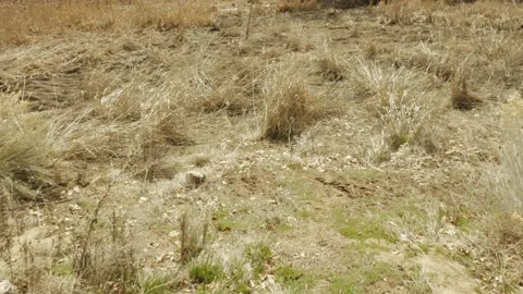 Brown Grass Lightly Blowing In The Wind With Hints of Spring Stock-Footage 237556073