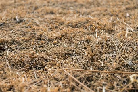 Brown grass Stock Photos