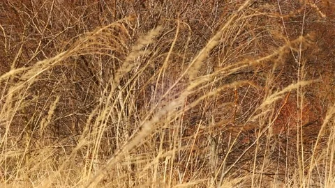 Brown grass on a sunny spring day. Stock Footage 172439145