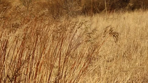 Brown grass on a sunny spring day. Stock Footage 172439399