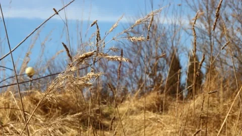Brown grass on a sunny spring day. Stock Footage 172439567