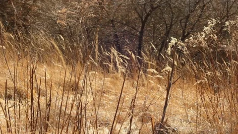 Brown grass on a sunny spring day. Stock Footage 172439812