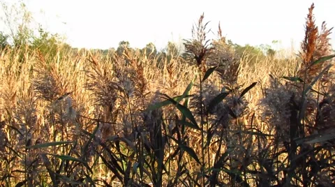 Brown grass in the wind Stock Footage 45537965