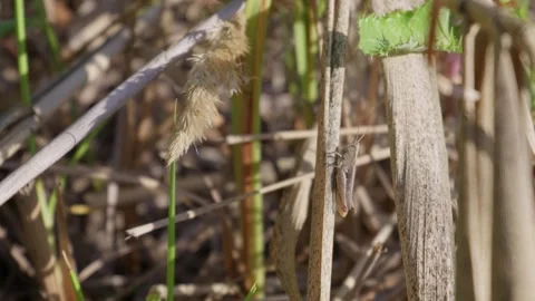 Brown Grasshopper Camouflaging on Dry Reed Stem in Natural Light Stock Footage 345159052