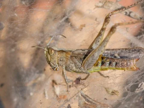 Brown grasshopper caught in a spiders web Stock Photos