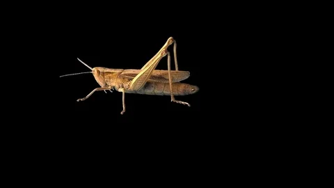 Brown Grasshopper - Chroma Key Stockbeeldmateriaal 71764296