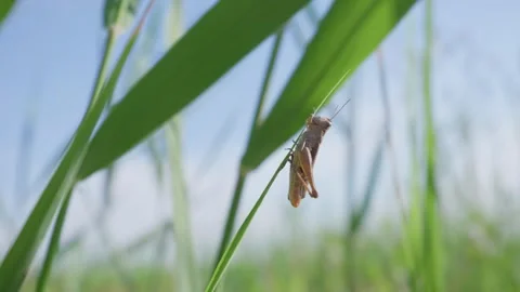 Brown Grasshopper Clinging to Green Blade in Sunny Summer Meadow Stock Footage 345158448