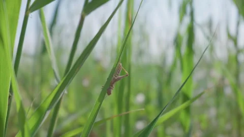 Brown Grasshopper Clinging to Green Blade in Field Meadow Close-Up Stock Footage 345158498