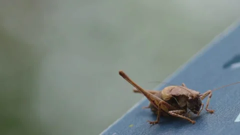 Brown grasshopper from close up, close-up of grasshopper Stock Footage 286729692