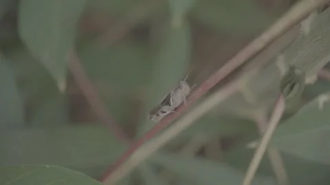 Brown Grasshopper Close-Up on Natural Surface  S-Log3 Video stock 313572943