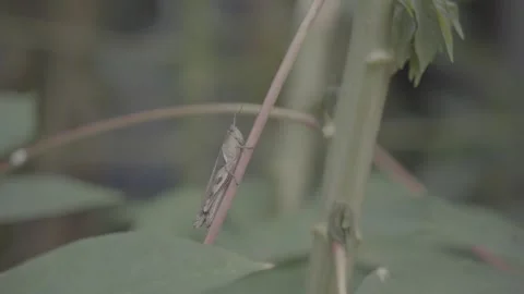 Brown Grasshopper Close-Up on Natural Surface  S-Log3 Stock Footage 313572995