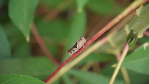 Brown Grasshopper Close-Up on Natural Surface Stock Footage 313573010