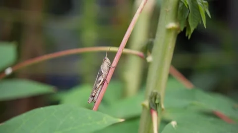 Brown Grasshopper Close-Up on Natural Surface Stock Footage 313573014
