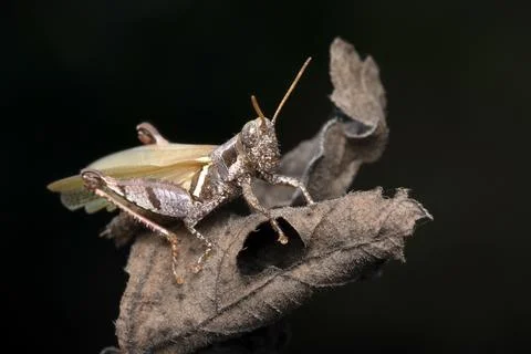 A brown grasshopper on a dried leaf Stock Photos