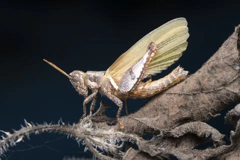 A brown grasshopper drying its wings on a dried leaf Stock Photos