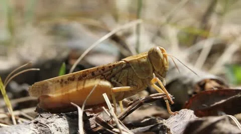 Brown Grasshopper Video stock 12081840