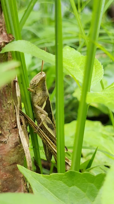 Brown grasshopper Stock Footage 218114877