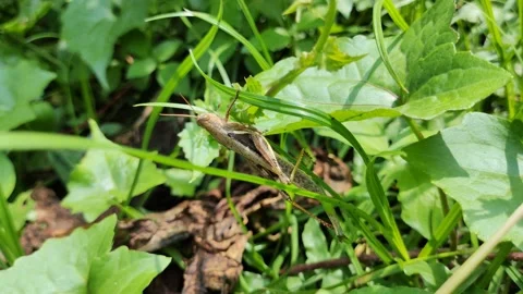 Brown grasshopper Stock Footage 218115197