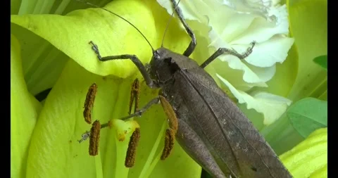 The brown grasshopper Stock Footage 292966110