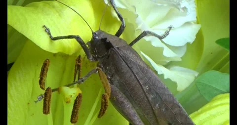 The brown grasshopper Stock Footage 292966114