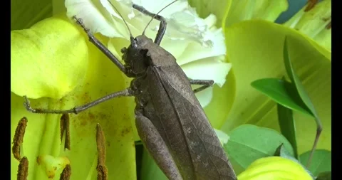The brown grasshopper Stock Footage 292966115